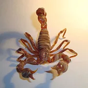 На память: Скульптура «Скорпионы» из стекла — фотография 2